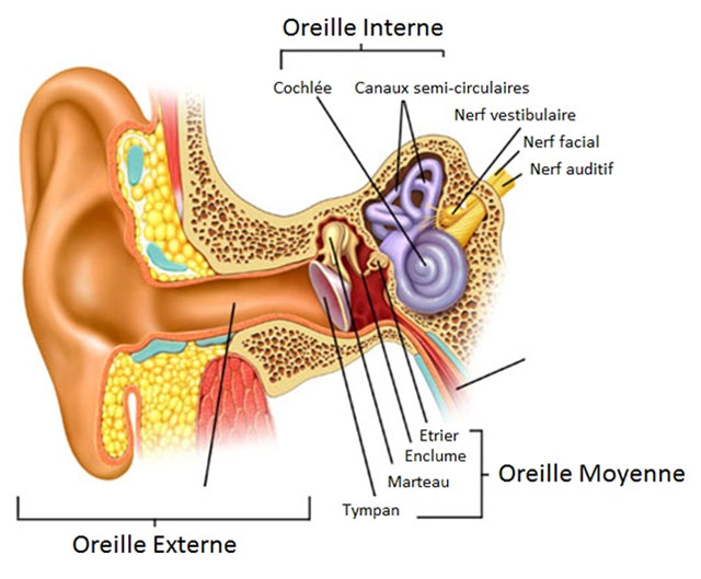 schéma de l'oreille